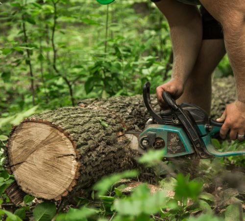 man-with-chainsaw-cuts-tree